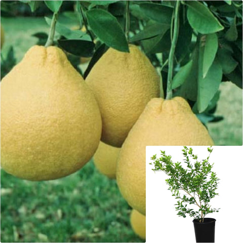 Citrus Pomelo Tahitian Standard Tree 2 Gallon Plant Sarawak Pomelos Plant Tahitian Green Grapefruit Live Plant Fr7