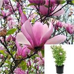 Magnolia Alexandrina Multi 5 Gallon Soulangeana Pink Plant Saucer Perennial Oudoor Live Plant Gr7