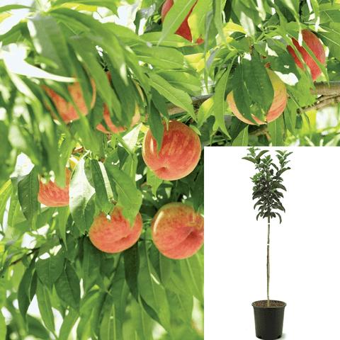 Peach Desert Gold Ultra Dwarf 7 Gallon Prunus Persica Live Plant Outdoor Live Plant Fr7