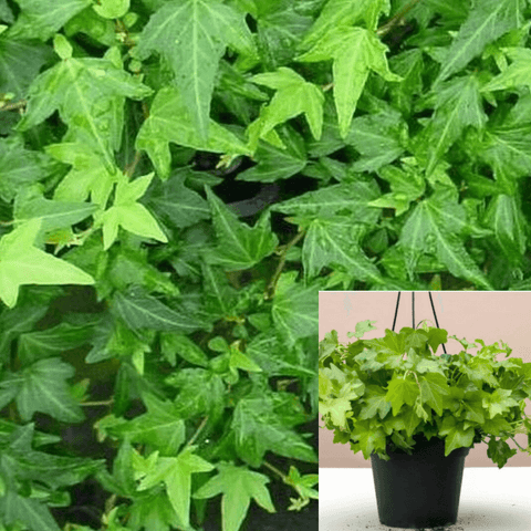 Hedera Helix Needlepoint Staked Plant Common Ivy 1 Gallon Live Plant Ho7Ht7 Best