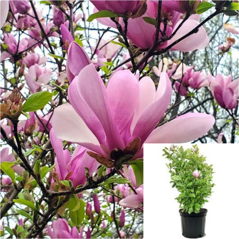 Magnolia Soulangiana 5 Gallon  Soulangeana Pink Flower Tree Saucer Perennial Outdoor Live Plant Fr7Gr7
