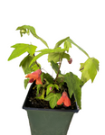 Abutilon Orange 4Inches lantern bulbs flower Flowering Maple Chinese best Live Plant Ht7