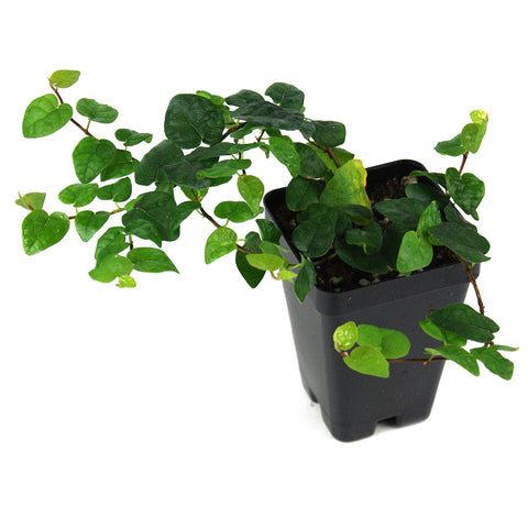Creme Green Creeping Fig Ficus 4Inches Pot Ground Covering Plant Wall Covering Drought Tolerant Live Plant Ht7