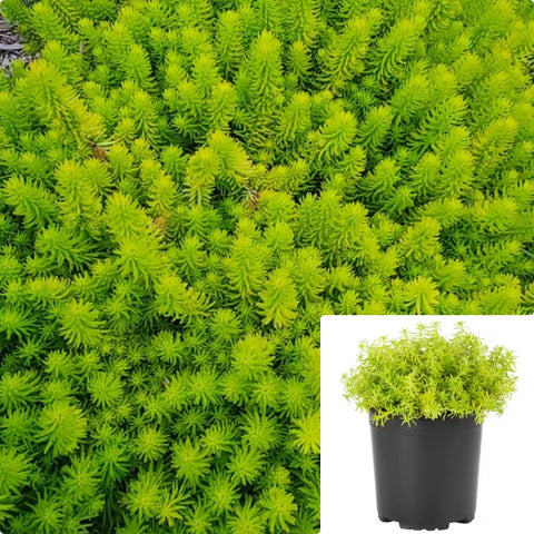 Angelina Stonecrop Sedum Angelina Plant Angelina Stonecrop Sedum 6 Packs Of 2Inches Ht7