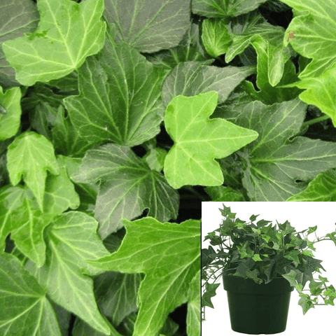 Hedera Green Ripple Staked 5Gallon Pot Glacier Ivy Plant Hedera Helix Common Ivy English Live Plant Mr7