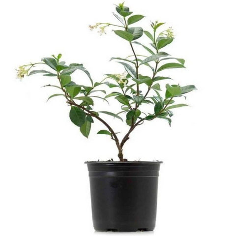 Jasminum Angulare 4inches South African Jasmine Plant Flower best fragrant Live Plant Ht7