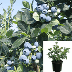 Blueberry Misty Southern Plant 5 Gallon Southern Highbush Blueberry Plant Fruit Tree Live Plant Best Dw7Ht7