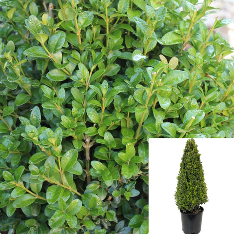 Buxus Green Mountain Cone 7 Gallon Boxwood Live Plant Outdoor Gg7