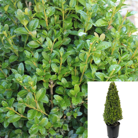 Buxus Green Mountain Cone 7Gallon Buxus Green Mountain 7Gallon Green Mountain Boxwood Live Plant Outdoor Gg7