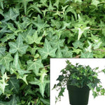 Hedera Ivy Eva 10Packs Of 1 Quart Plants Helix Plant English Live Plant Outdoor Groundcover Wall Cover Mr7