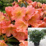 Rhododendron September Song 2 Gallon Plant September Song Rhododendron Flower Live Plant Gr7