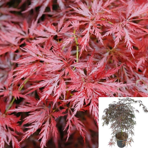 Acer Palmatum Dis Atro Orangeola 5Gallon Plant Japanese Laceleaf Maple Plant Laceleaf Japanese Maple Plant Spiderleaf Maple Tree Live Plant Gg7