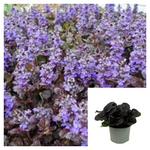 Ajuga Pw Black Scallop Blue Black 4Inches Jp Ckt Plant Ajuga Reptans Scallop Plant Ajuga Perennial groundcovder best ht7