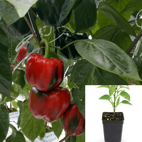 Pepper Bell Red Plant 1 Gallon Pot Jb4 Capsicum Bell Pepper Cili Benggala Chili live plant Best Ht7