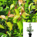 Xylosma Congestum Plant Shiny Xylosma 5Gallon Xylosma Senticosum Plant Shiny Xylosma Plant Xylosma Outdoor Live Plant Ho