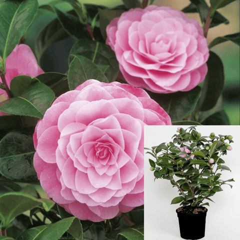 Camellia Pearl Maxwell 3Gallon Pink Flower Tree Camellia Japonica Gallon Live Plant Ho7