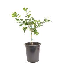 Citrus Lime Finger Lime Standard Tree 5Gallon Plant Citrusrus Citrus Bearss Lime Persian Lime Persian Lime Plant Outdoor Fr7