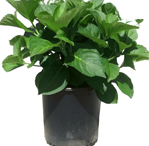 Hydrangea Merritts Supreme 3 Gallon Plant Bigleaf Dormant Shrub Live Plant Ho7