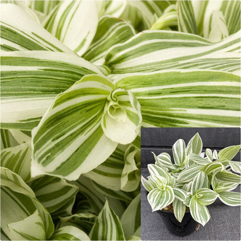 Tradescantia Pistachio Plant 4Inches Callisia Repens Succulent Drought Tolerant Live Plant Ht7