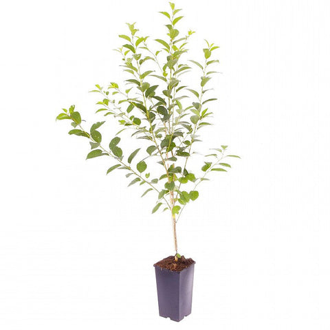 Apricot Chinese On Myro 29C Plant 5 Gallonplant Mormon Apricot Plant Apricot Chinese Fruit Tree Live Plant Best Dw7Ht7