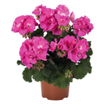 Geranium Dynamo Violet 4in Plant Bright Deep Purple Geranium Flower Best Live Plant