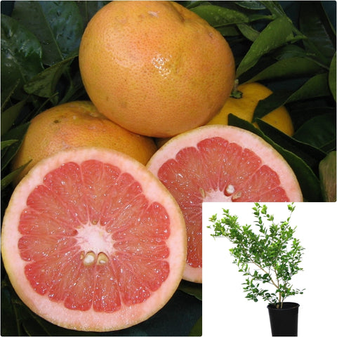 Citrus Rio Red Grapefruit Standard Tree 5 Gallon Plant Citrus Paradisi Rio Red Grapefruit Live Plant Fr7