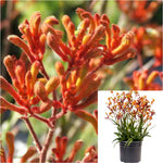 Anigozanth Tequila Sunrise 5 Gallon Plant Gem Kangaroo Paw Red Orange Plant Outdoor Grass Live Plant Gr7