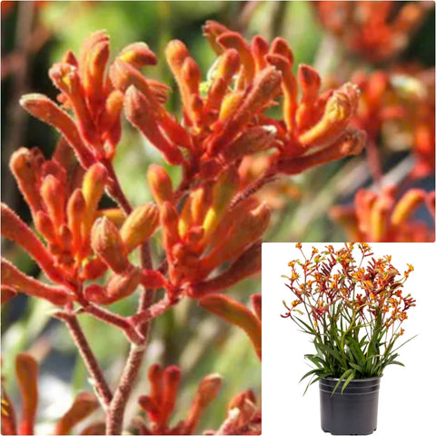Anigozanth Tequila Sunrise 5 Gallon Plant Gem Kangaroo Paw Red Orange Plant Outdoor Grass Live Plant Gr7