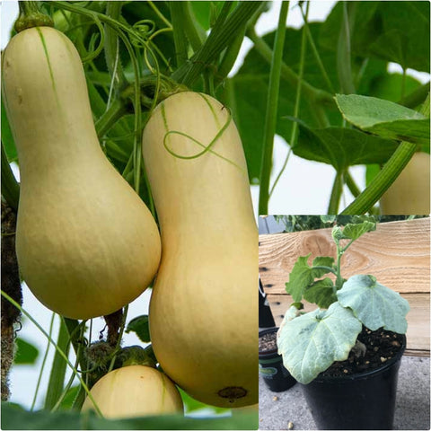 indoor squash plant Butter Squash 4