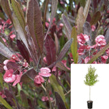 Dodonaea Purpurea Patio 5 Gallon Vis Plant Hop Live Plant Outdoor Shrubs Gg7Ht78