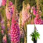 Digitalis Foxglove 2Gallon Plant Foxglove Plant Digitalis Purpurea Plant Fairy Gloves Plant Fairy Bells Plant Flower Live Plant Gr7