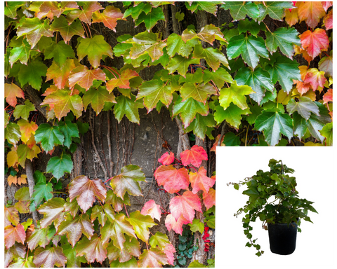 Parthenocissus Veitchii 1Gallon Plant Small Leaved Virginia Creeper Palnt Climbers Live Plant Ho7