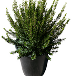 Myrtus Com Compacta 3Gallon Dwarf Myrtle Plant Myrtus Communis Compacta Plant Perennial Outdoor Live Plant Gr7