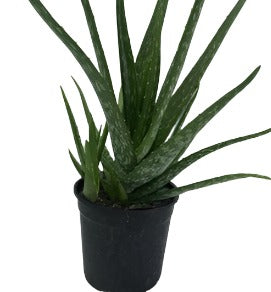 edible aloe vera plant species Aloe Vera 5 Gallon Edible Thick Aloe Barbadensis Miller Plant Succulen – NNplant