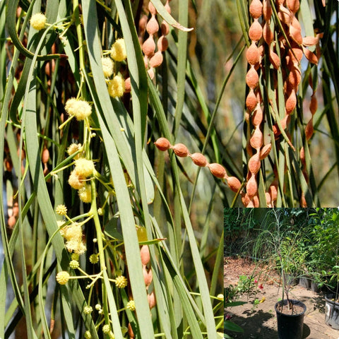 Acacia Stenophylla 5Gallon Shoestring Acacia tree Live Plant Gr7