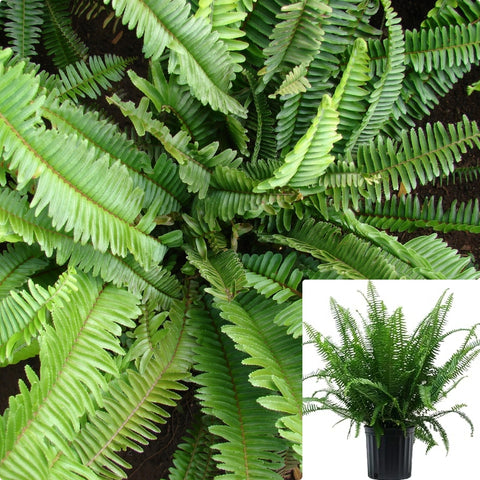 Fern Nephrolepis Cordifolia Green bushes Southern Narrow Sword Fern LIVE PLANT 1 Gallon Ght7 best