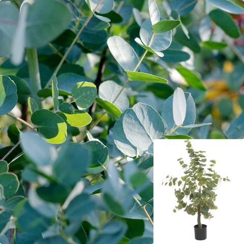 Eucalyptus Baby Blue 5Gallon Plant Florist Silver Dollar Plant Silver Mountain Gum Plant Blue Gum Plant Outdoor Live Plant Gr7