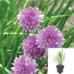Green society chives 4.5Inches Plant chives Plant Onion chives Live plant Ht7