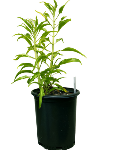 Penstemon Mexicali Ps Pikes Peak Purple 1 Gallon Plant Beardtongue Palnt Shrubs Live Plant Ho7