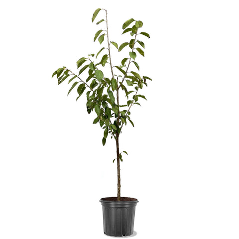 Fruit Peach Tropic Snow 7 Gallon Plant White Prunus Persica Outdoor Tree Live Plant Fr7