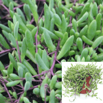 Othonna Capensis Little Pickles 1 Gallon Plant Pot Crassothonna Capensis Plant Succulent Outdoor Live Plant Ht7