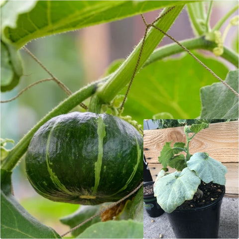 Japanese Round Squash 1 Gallon Kabocha Squash Plant Japanese Pumpkin Live Plant Ht7