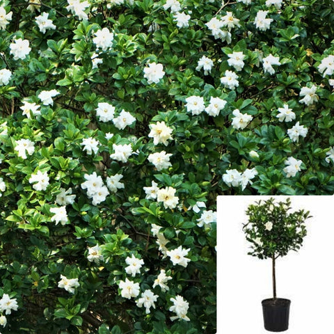 Gardenia August Beauty 5Gallon Cape Jasmine Gardenia Jaminoides August Beauty Pure White Flowers Live Plant Fr7 ckt