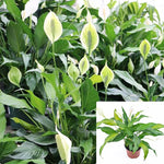 Spath Chico Plant Peace Lily Plant Spath Lily white flower air purifying 6Inches Plant Indoor Live Plant Ht7