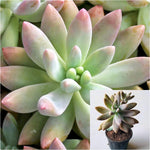 Graptosedum Darley Sunshine Plant 4Inches Graptosedum Plant Succulent Drought Tolerant Drought