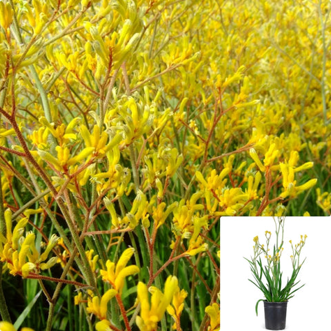 Anigozanthos Dwarf Yellow 5Gallon Plant Kangaroo Paw Bush Lantern Plant Dwarf Yellow Kangaroo Paw Plant Outdoor Grass Li