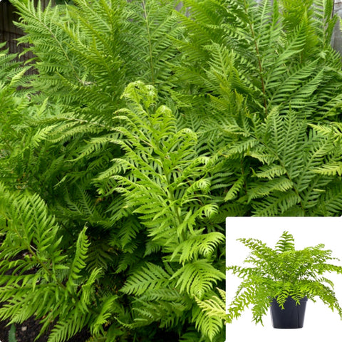 Fern Woodwardia Fimbriata 5 Gallon Plant Giant Chain Live Plant Outdoor Gg7