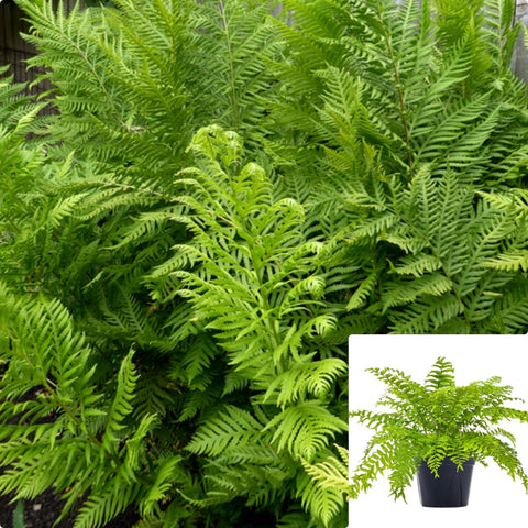 Fern Woodwardia Fimbriata 5Gallon Plant Giant Chain Fern Live Plant Outdoor Plant Fern Gg7