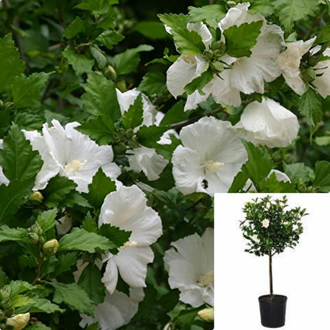 Hibiscus Diana Patio 5 Gallon White Plant Rose Of Sharon Live Plant Fr7