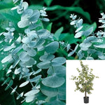 Eucalyptus Silver Dollar 5Gallon Plant Silver Dollar Eucalyptus Plant He Argyle Apple Plant Mealy Stringbark Plant Outdoor Live Plant Gr7